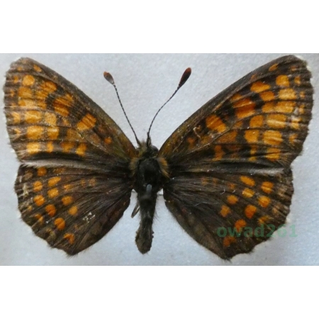 Melitaea athalia (Rottemburg, 1775) pair Przeplatka atalia Czech19k